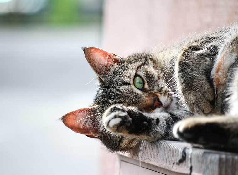 Ruhende Katze auf einer Holzbank im Freien Getigerte Katze liegt auf einer Holzfläche und hebt eine Vorderpfote.