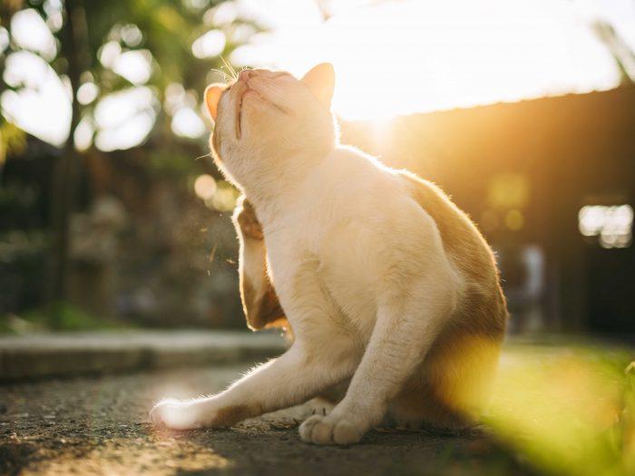 Ungezieferschutz bei Katzen Mittig sitzt eine weiß-orange Katze im Freien, die sich mit der Hinterpfote am Hals kratzt; im Hintergrund unscharfe Gartenumgebung mit Sonnenlicht. Hinweis: Symbolbild für Ungezieferschutz und Parasitenvorsorge bei Katzen.