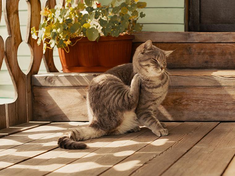 Katze bei der Fellpflege auf einer sonnigen Holzterrasse Katze sitzt auf einer Holzterrasse und kratzt sich mit der Hinterpfote.