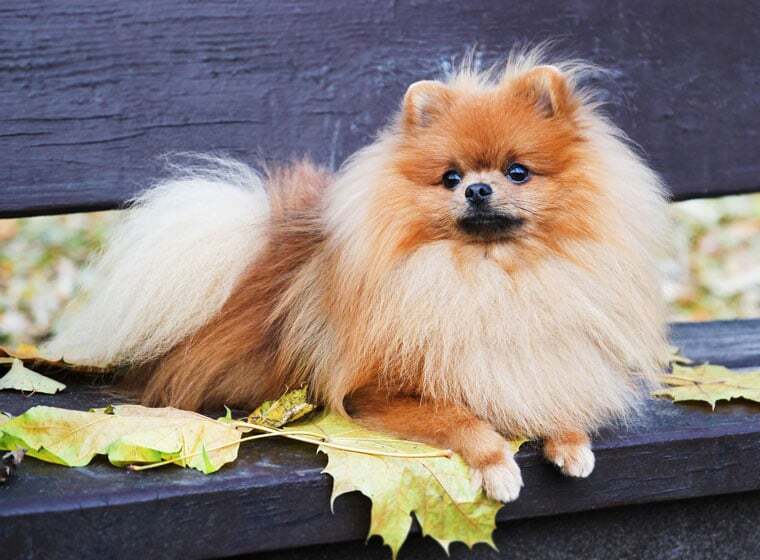 Zwergspitz Rasseportrait Im Hunde Magazin ZooRoyal Magazin