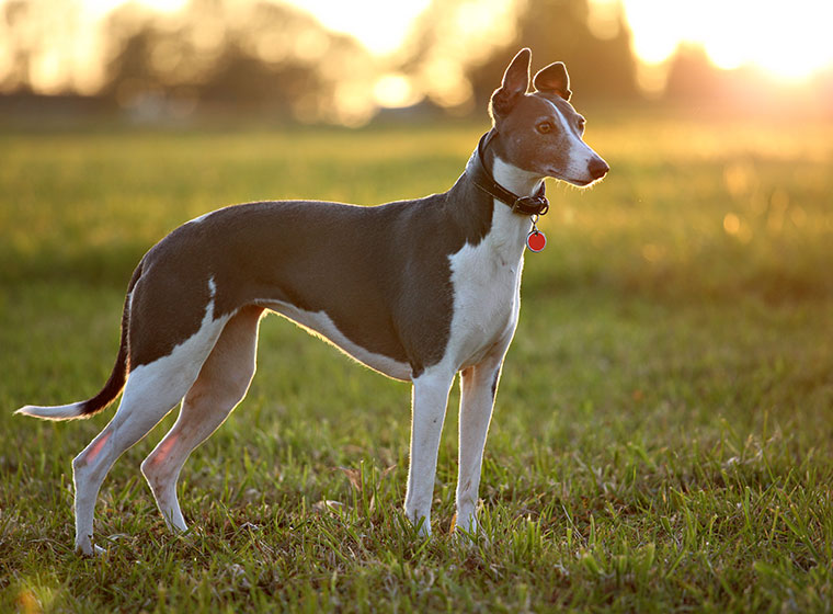 Podenco Hund im Rasseportrait ZooRoyal Magazin