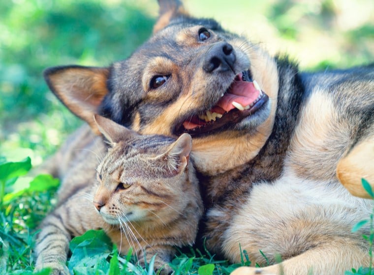 5 Gründe, warum Haustiere glücklich machen ZooRoyal Magazin