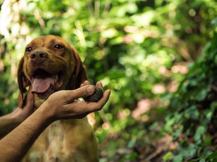 Trüffelsuchhund: so funktioniert die Ausbildung - ZooRoyal Magazin