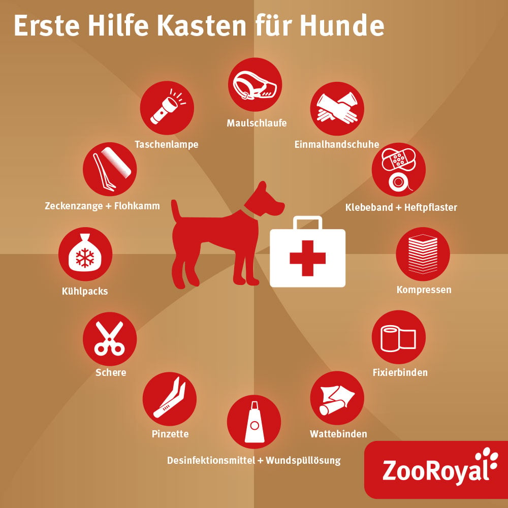Erste Hilfe für den Hund – Netzwerk für Tiere Köln