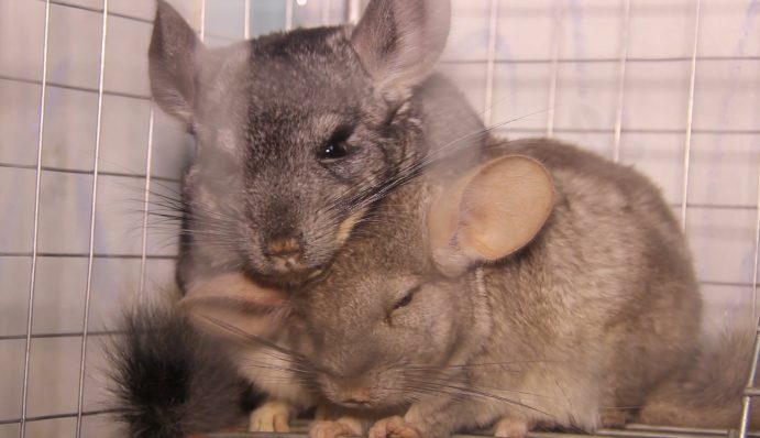 Chinchillas artgerecht halten und richtig pflegen | ZooRoyal Magazin