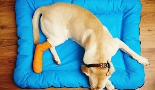 Knochenerkrankungen beim Hund