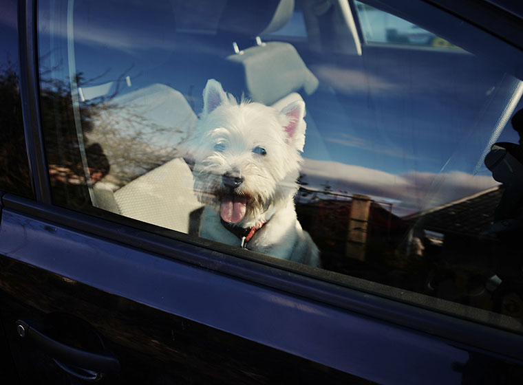 Sommer mit Hund: Niemals den Hund im Auto lassen - DeineTierwelt Magazin
