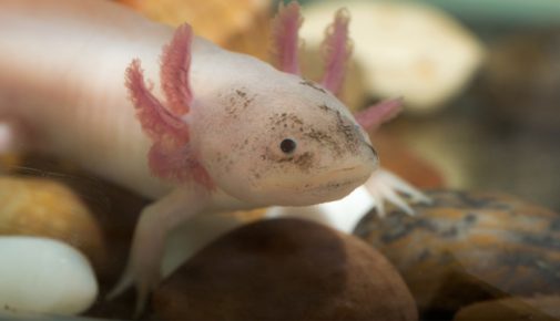 Axolotl Haltung: Urzeitliche Aquarienbewohner | ZooRoyal Magazin