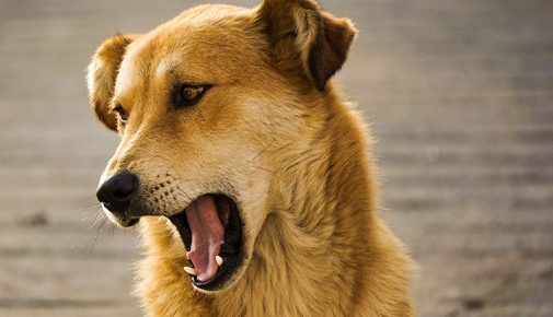 Zahnerkrankungen bei Hunden