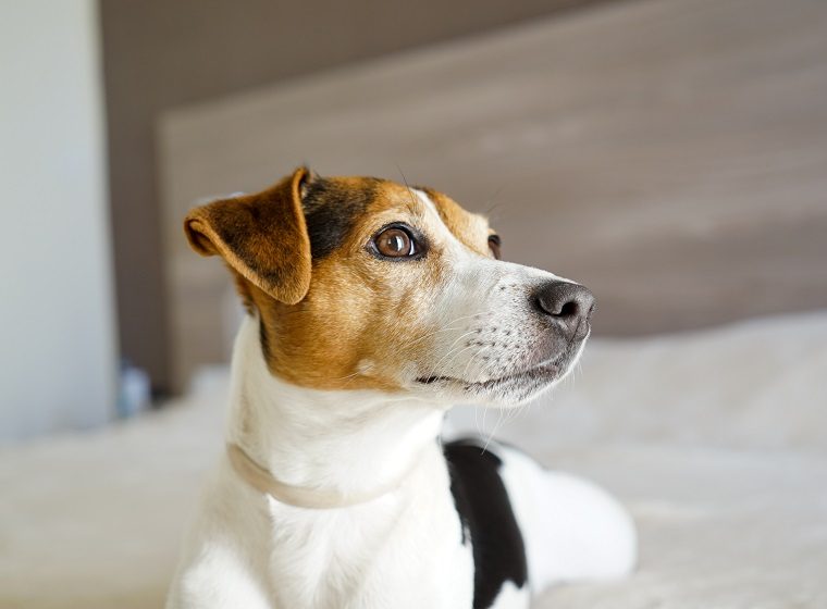Jack Russell Terrier Rasseportrait im Hunde Magazin ZooRoyal Magazin