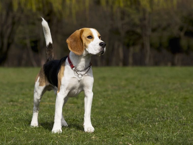 Beagle Rasseportrait Hunde Magazin | ZooRoyal Magazin