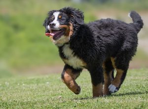 Berner Sennenhund Rasseportrait Im Hunde Magazin Zooroyal Magazin