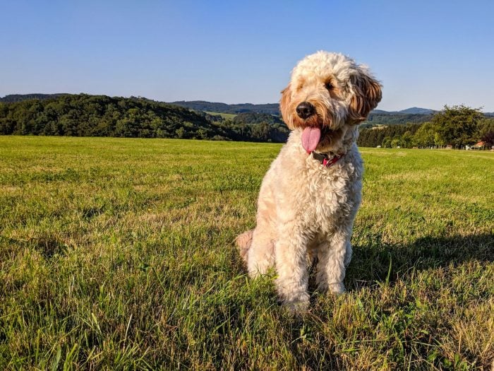 Goldendoodle - Charakter, Größe & Erziehung | Steckbrief