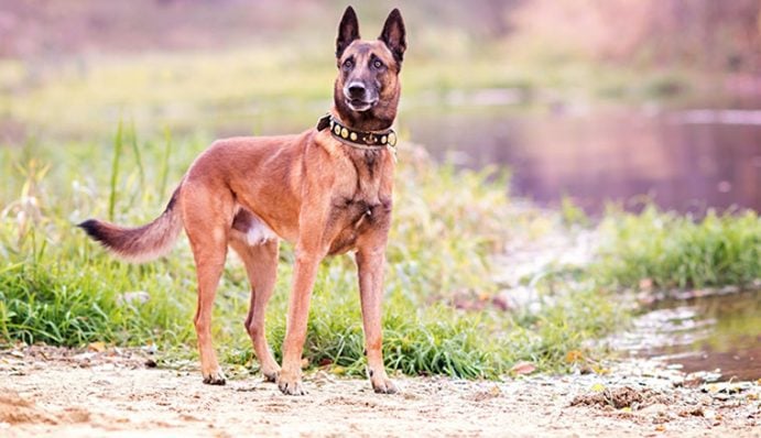 Hunderassen - welcher Hund passt perfekt zu mir ...