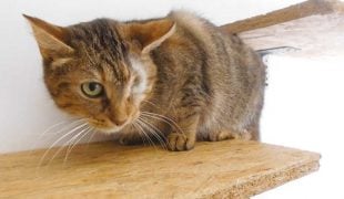 Felidae Kleintierschutzverein Katze Tissy