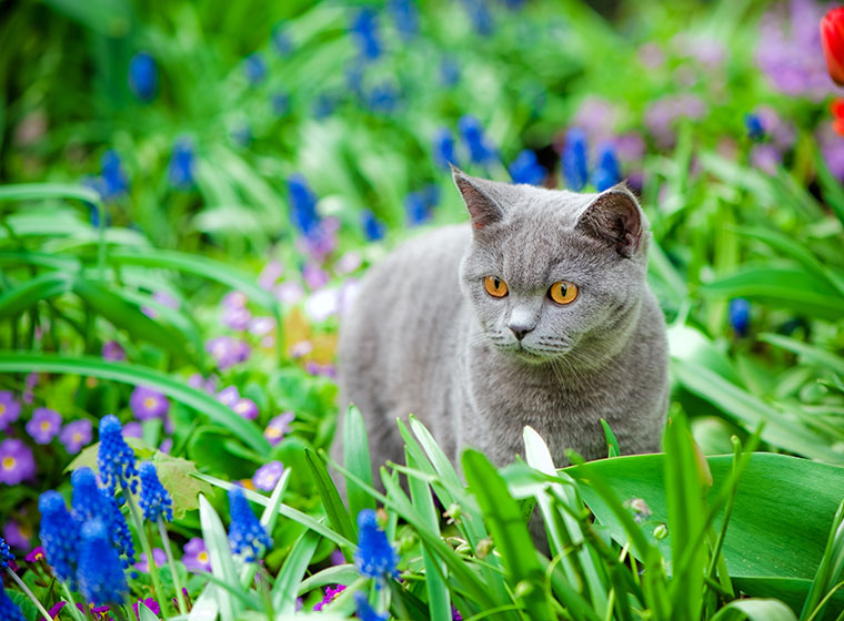 Giftige Pflanzen für Katzen