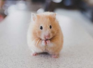 Hamster - Artgerechte Haltung, Futter & Pflege | Infos & Tipps