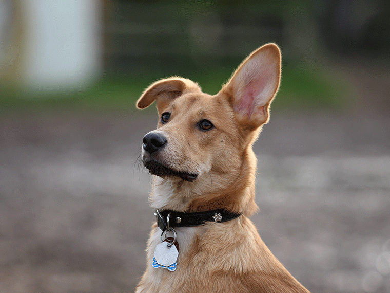 Hundesteuer