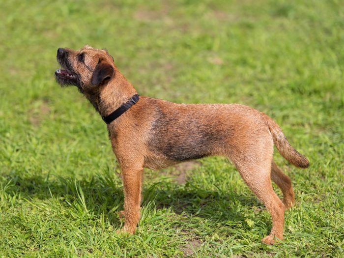 Border Terrier - Charakter, Größe & Erziehung | Steckbrief