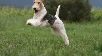 Foxterrier