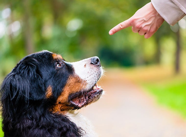 7 Tipps für Hundeerziehung | ZooRoyal