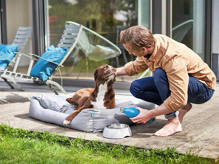 Wie viel kostet ein Hund?