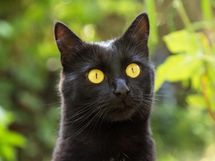 Bombay Katze Charakter, Größe & Erziehung Steckbrief