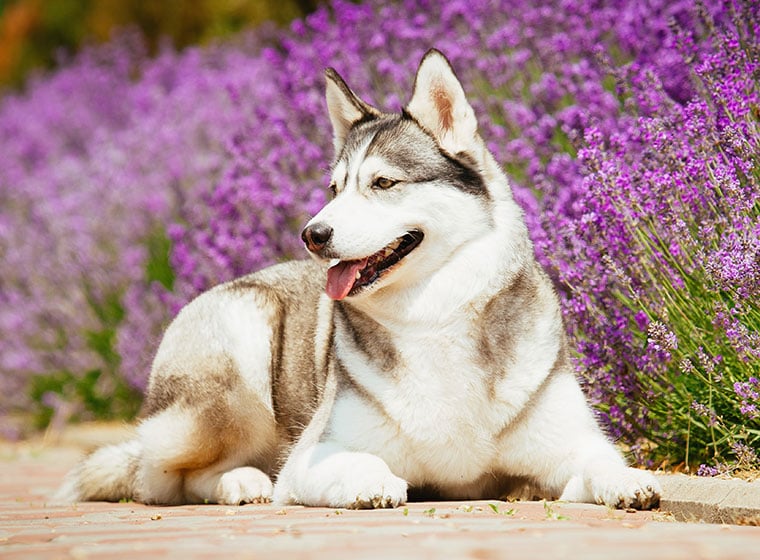 Aromatherapie für den Hund - Beruhigung Stress &