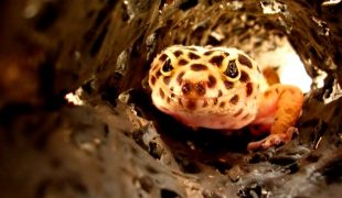Leopardgeckos: Artgerechte Haltung