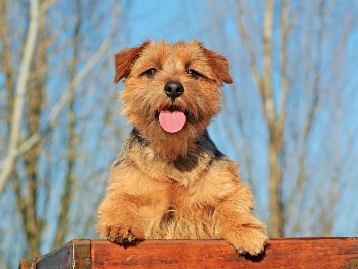 Norfolk Terrier Charakter Größe And Erziehung Steckbrief