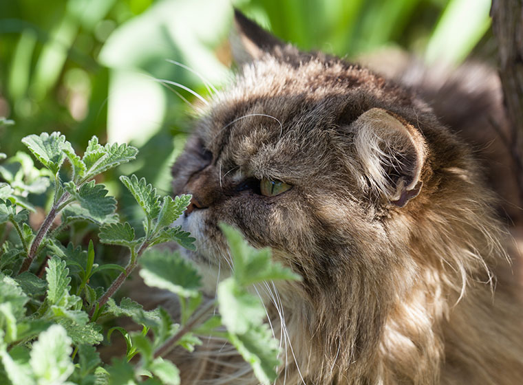 Katzenminze: bei besonders Katzen Darum Pflanze die ist beliebt