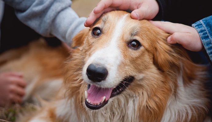 Gesundheit &amp; Pflege so bleibt dein Hund gesund ZooRoyal Magazin