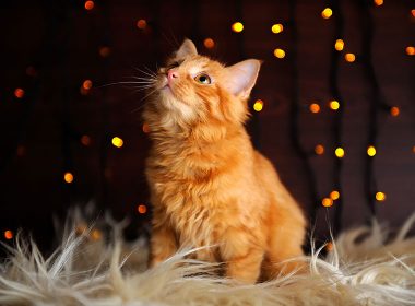 Silvester mit Katze - Stressfrei ins neue Jahr | ZooRoyal Magazin