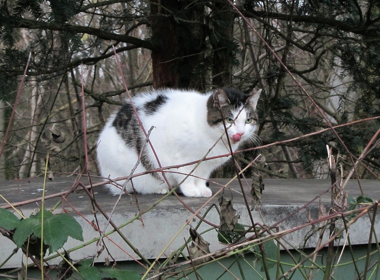 Streunerkatzen: Interview mit dem Katzenschutzbund