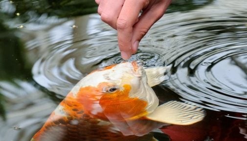 Teichfischfütterung: Teichfische richtig füttern
