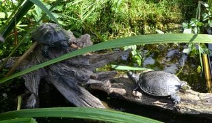 europäische Sumpfschildkröte