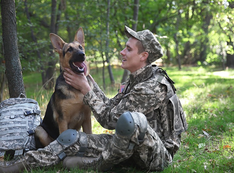 Militärhunde