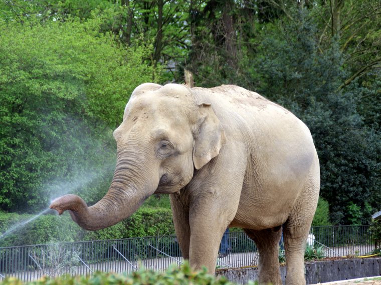 Abkühlung Elefant