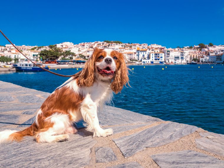 Urlaub in Europa mit Hund