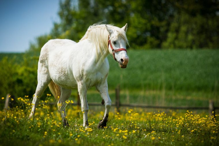 australisches pony kaufen