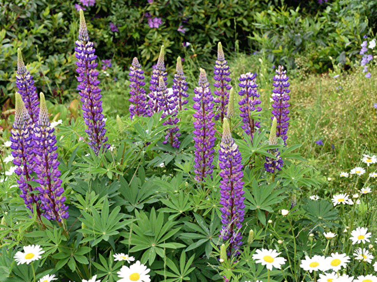 Bitterlupine