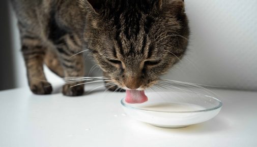 Ernährung für gesunde & fitte Katzen leicht gemacht | ZooRoyal Magazin