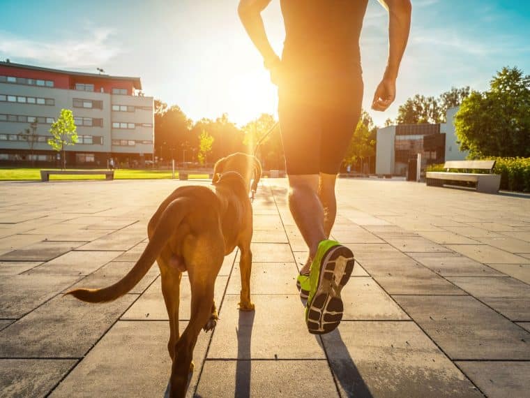 Joggen mit Hund Training mit Spaß ZooRoyal Magazin