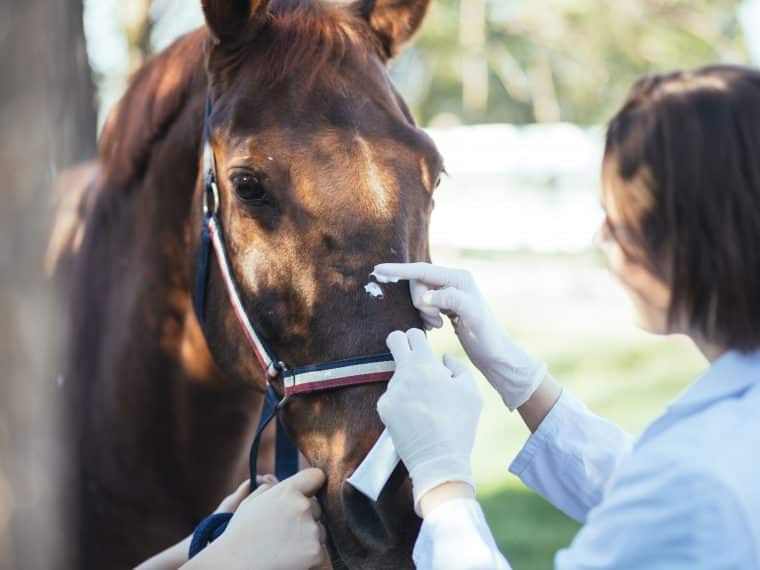 Homöopathische Notfallapotheke für Pferde