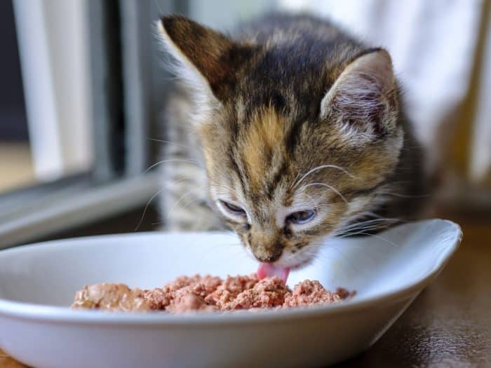 Kittenfutter: so fütterst du dein Kätzchen richtig - Kittenfutter 700x525