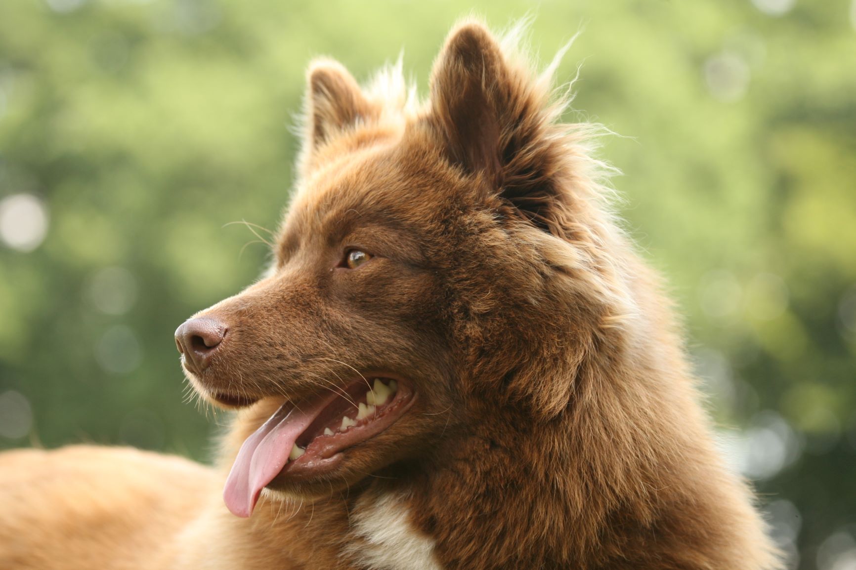 Лопарская оленегонная собака