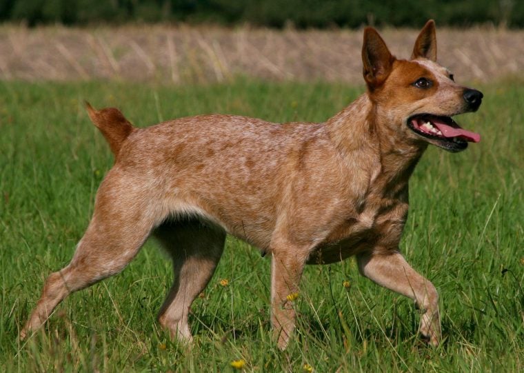 australian-stumpy-tail-cattle-dog-im-rasseportrait-zooroyal-magazin