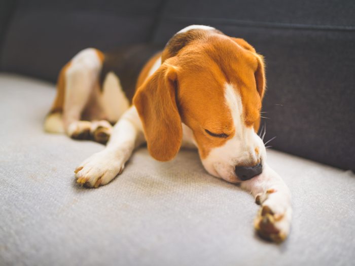 Stress beim Hund erkennen und behandeln ZooRoyal Magazin