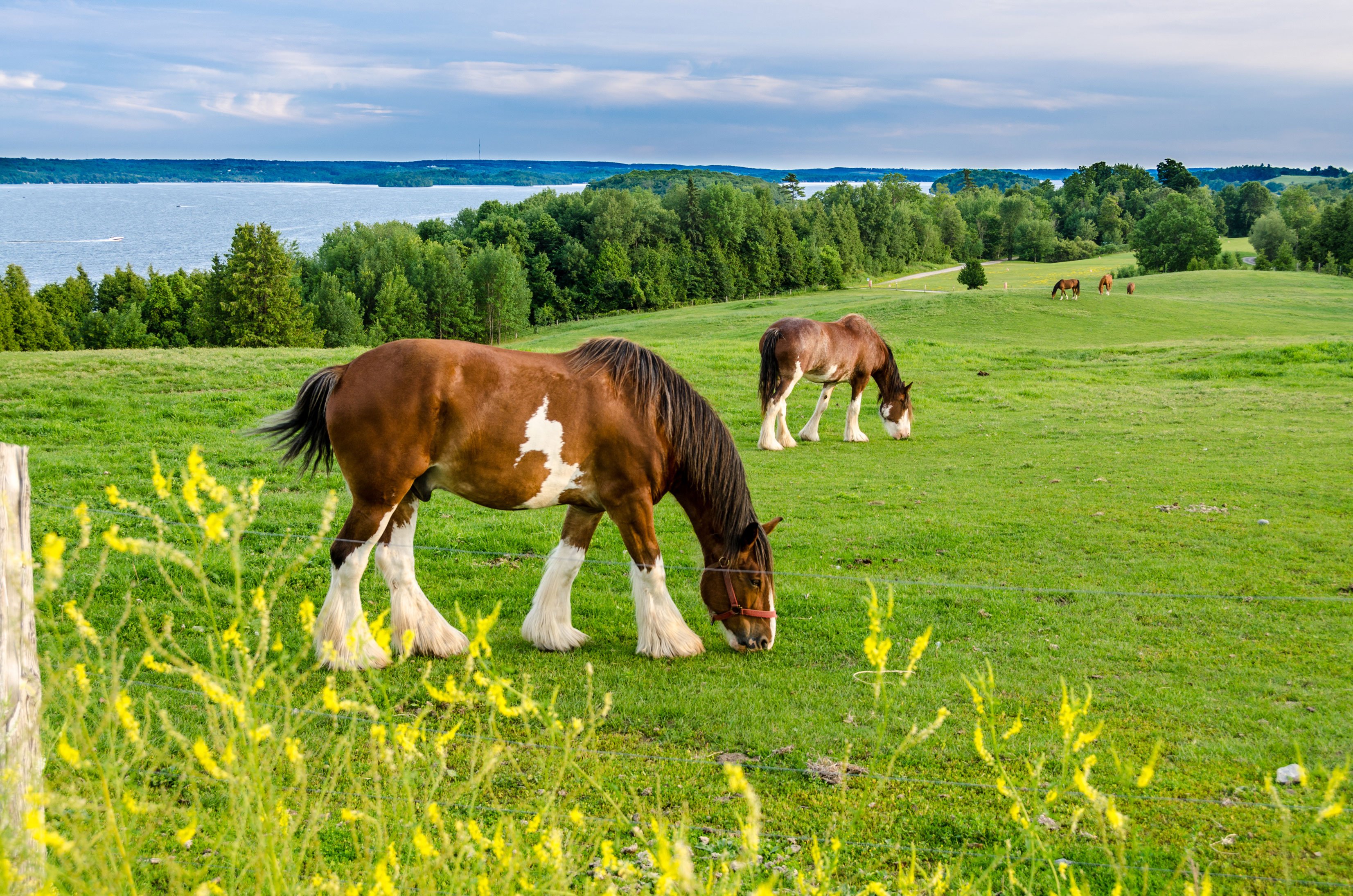 Clydesdale: Kaltblüter Im Rasseportrait | ZooRoyal Magazin