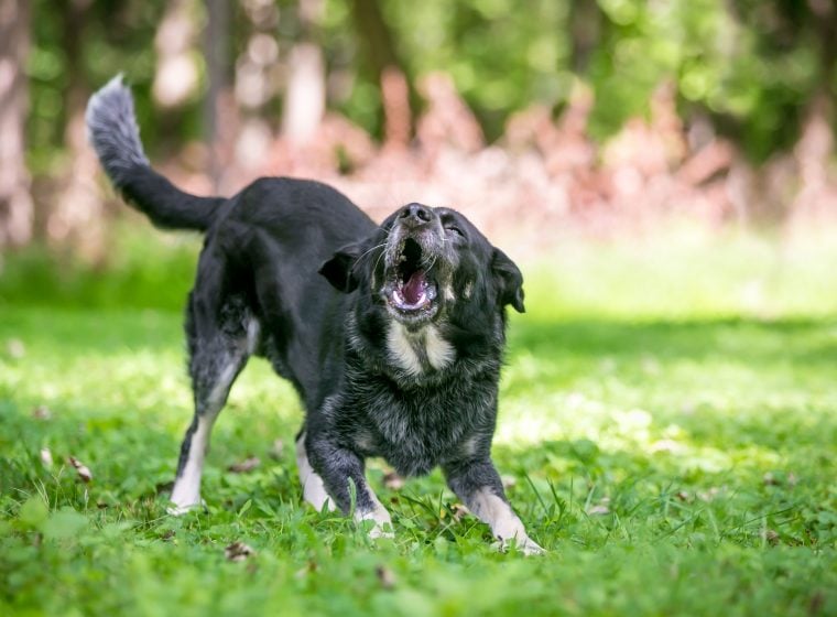 Abbruchsignal trainieren mit deinem Hund ZooRoyal Magazin